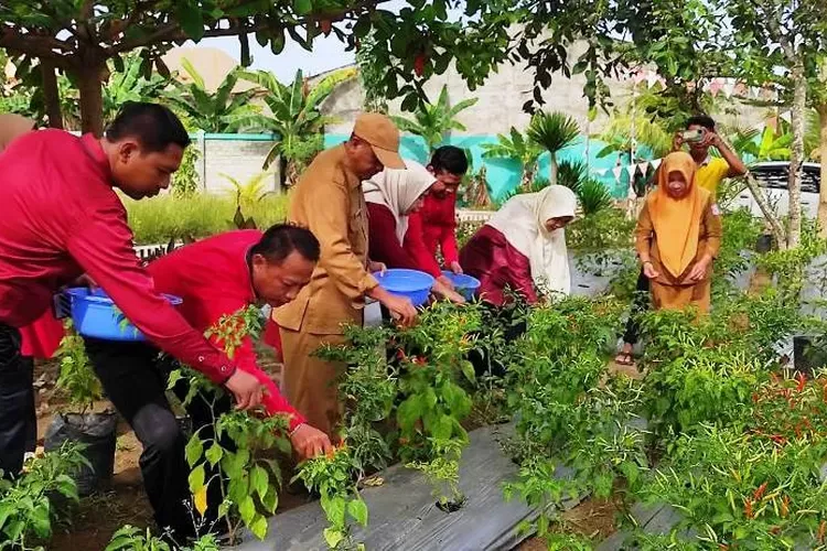 The Head of Food Agency of Gorontalo Province is Doing Chili Harvests with Vice Rector of UBM Gorontalo