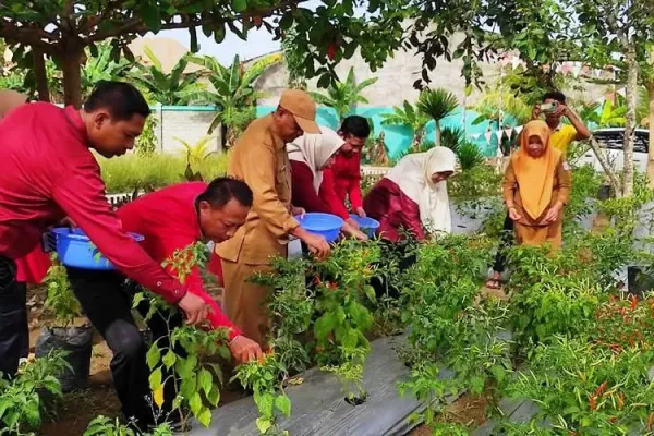 The Head of Food Agency of Gorontalo Province is Doing Chili Harvests with Vice Rector of UBM Gorontalo